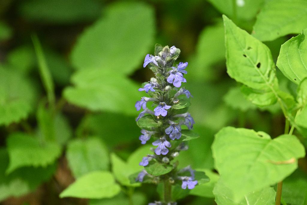 2025-05168585 Broad Meadow Brook, MA.JPG - Bugleherb. Broad Meadow Brook Wildlife Sanctuary, MA, 5-16-2025